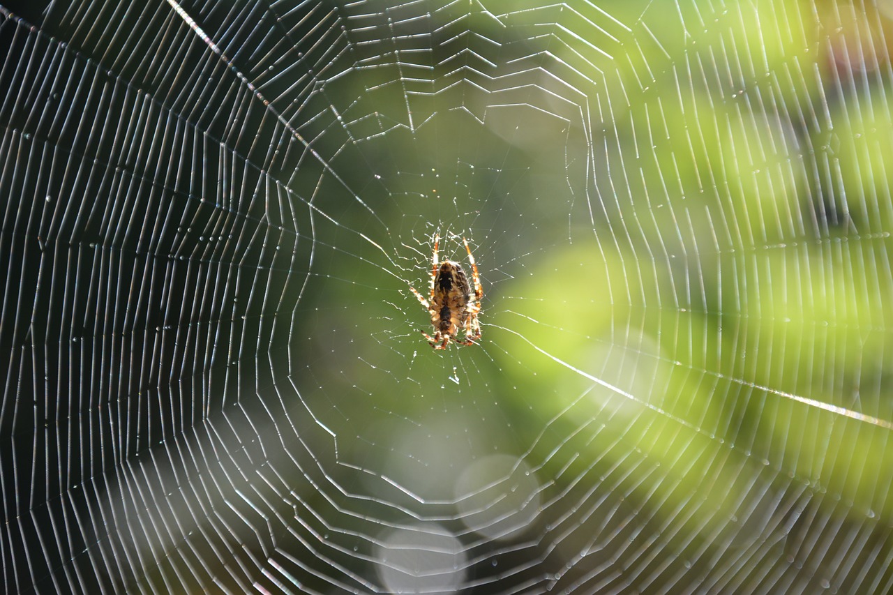 spider spider in the web cobweb free photo