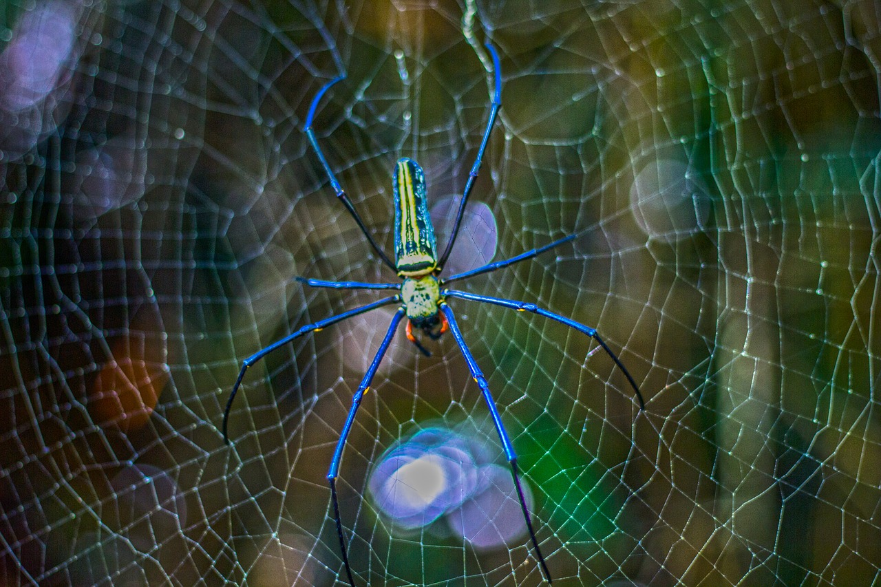 spider poisonous spider colourful free photo