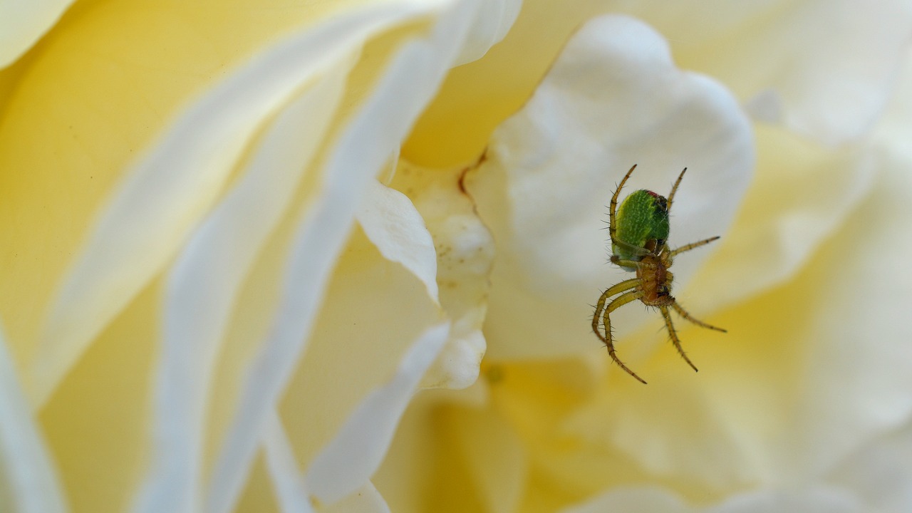 spider rose pumpkin spider free photo