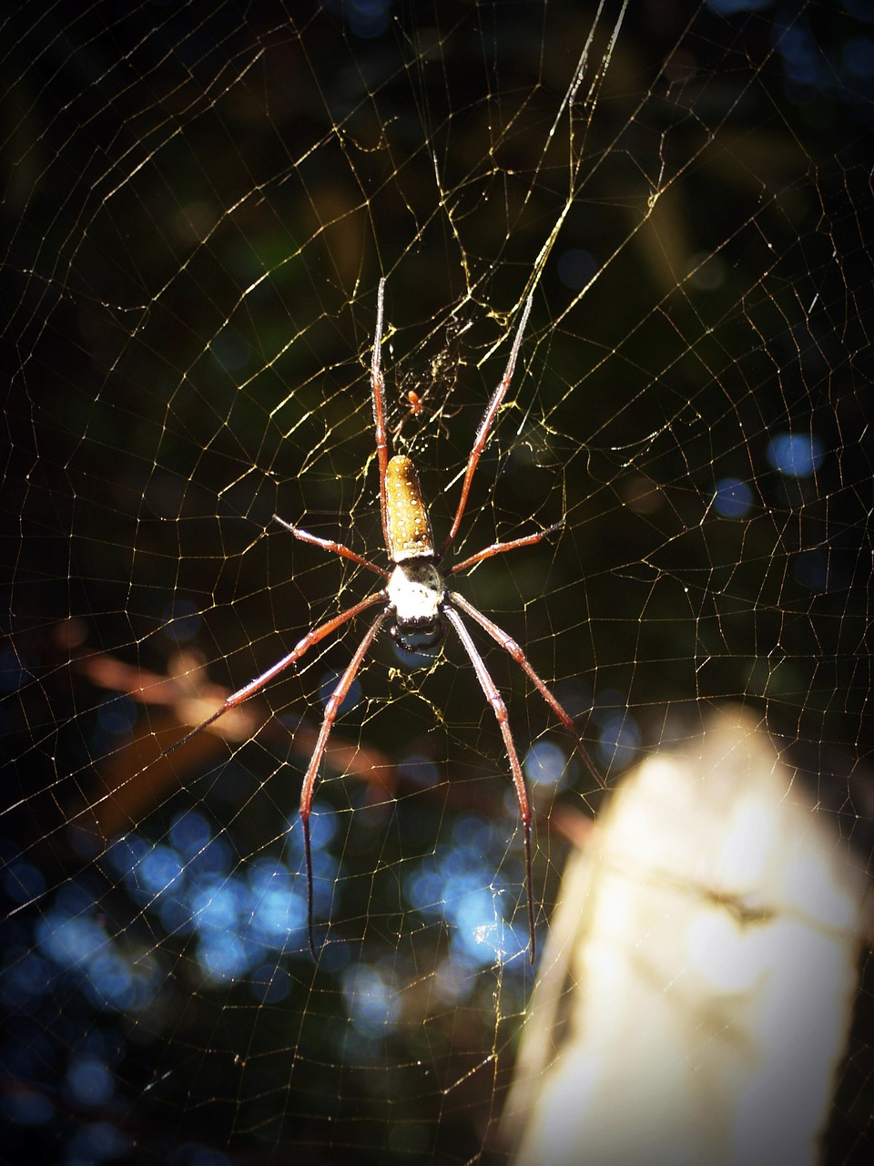 spider arthropod closeup free photo
