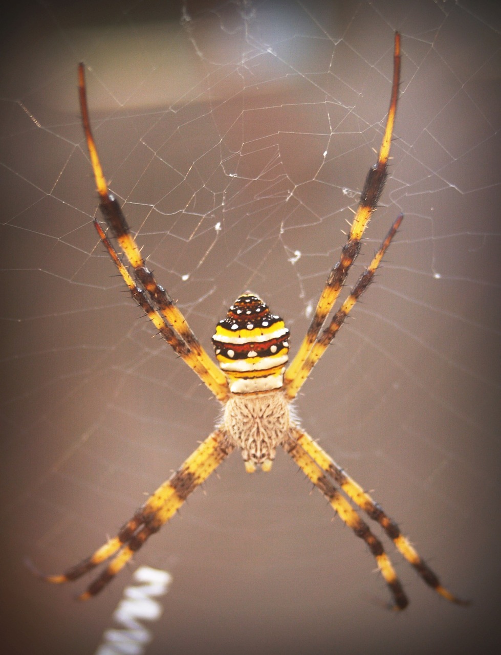 spider arthropod closeup free photo