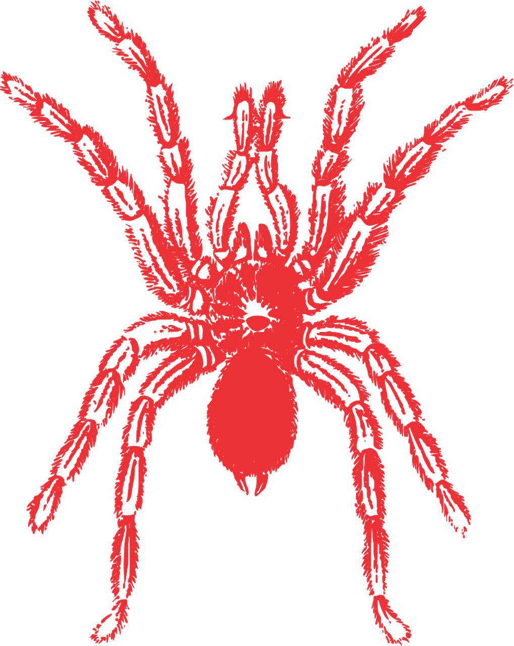 spider vector red free photo