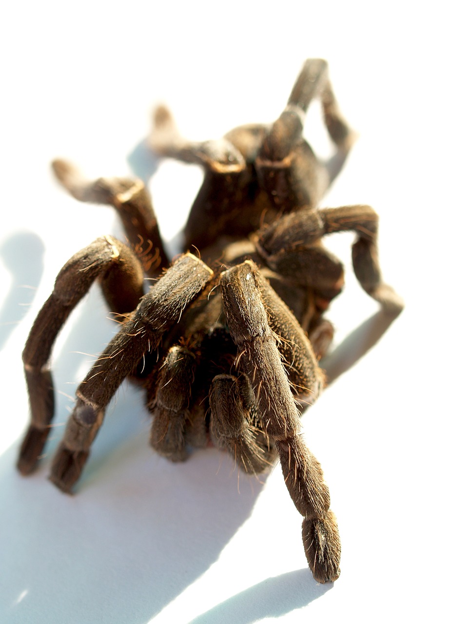 spider tarantula arthropod free photo