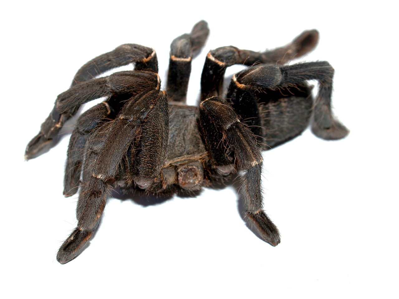 spider tarantula arthropod free photo