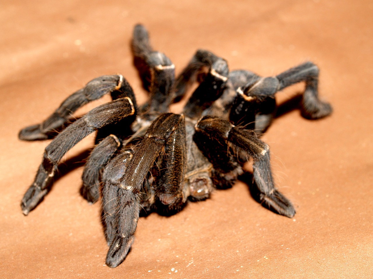 spider tarantula arthropod free photo