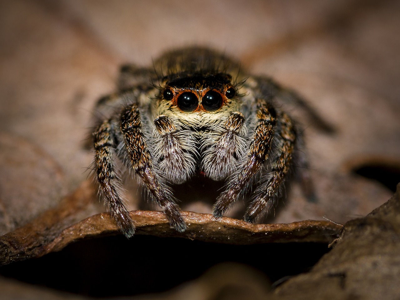 spider jumping spider small spider free photo