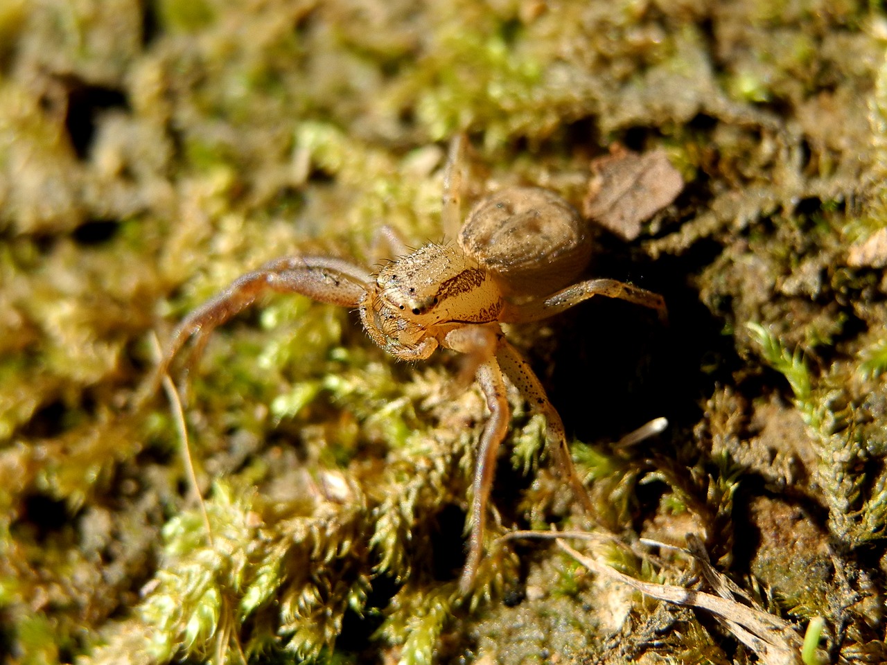 spider macro nature free photo