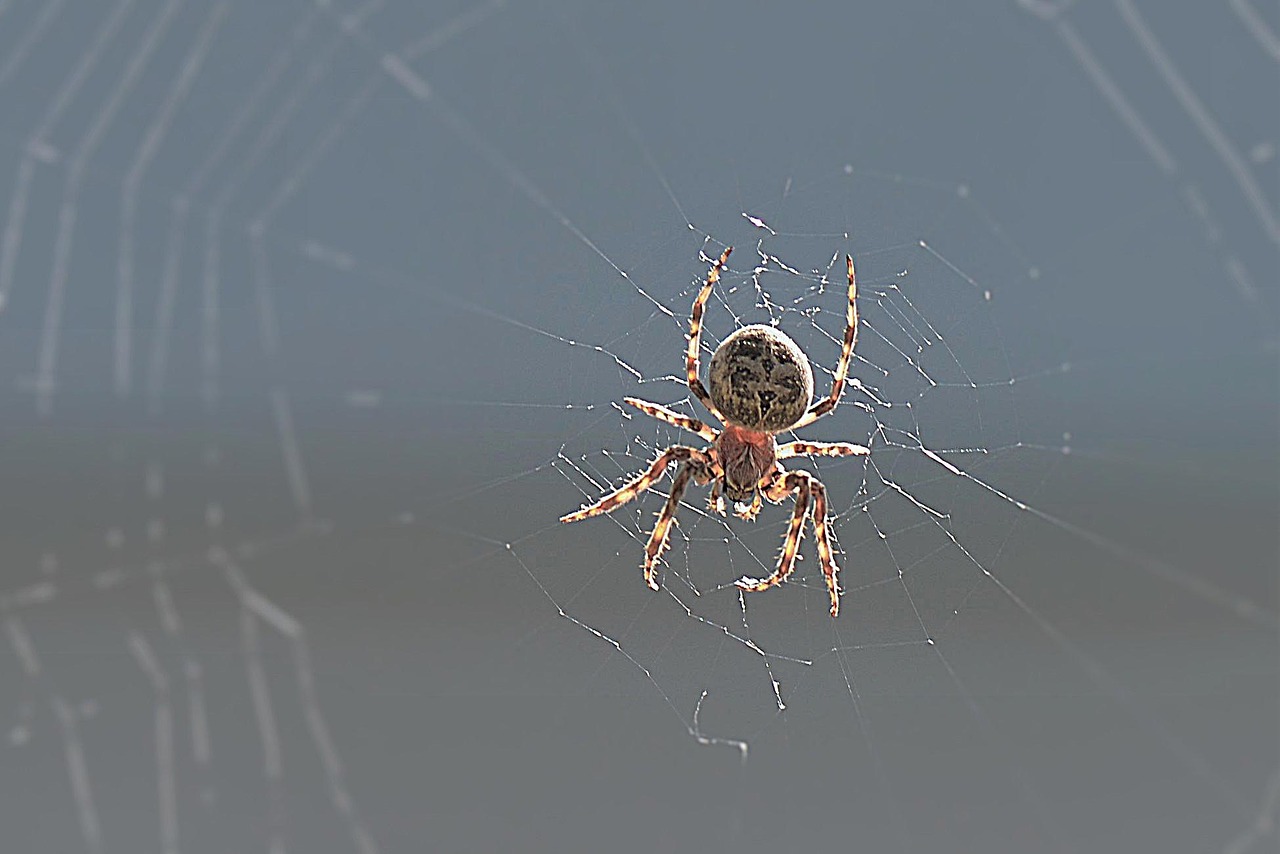 spider back light close free photo