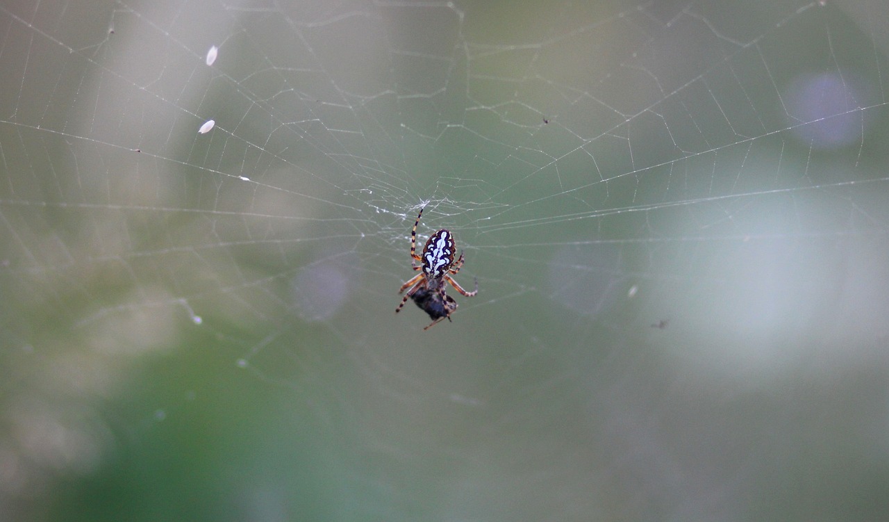 spider insecta spider web free photo