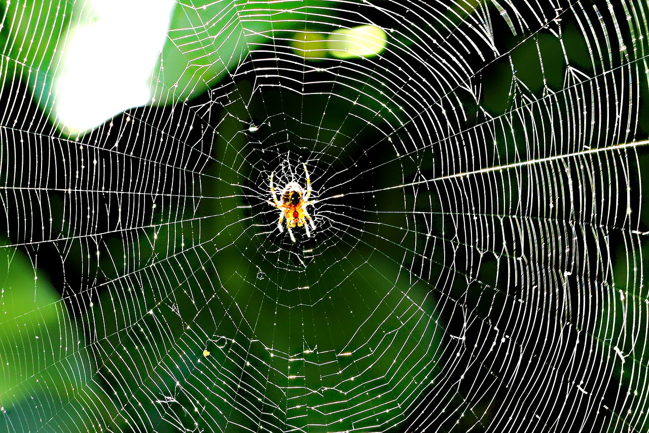 spider cobweb close free photo