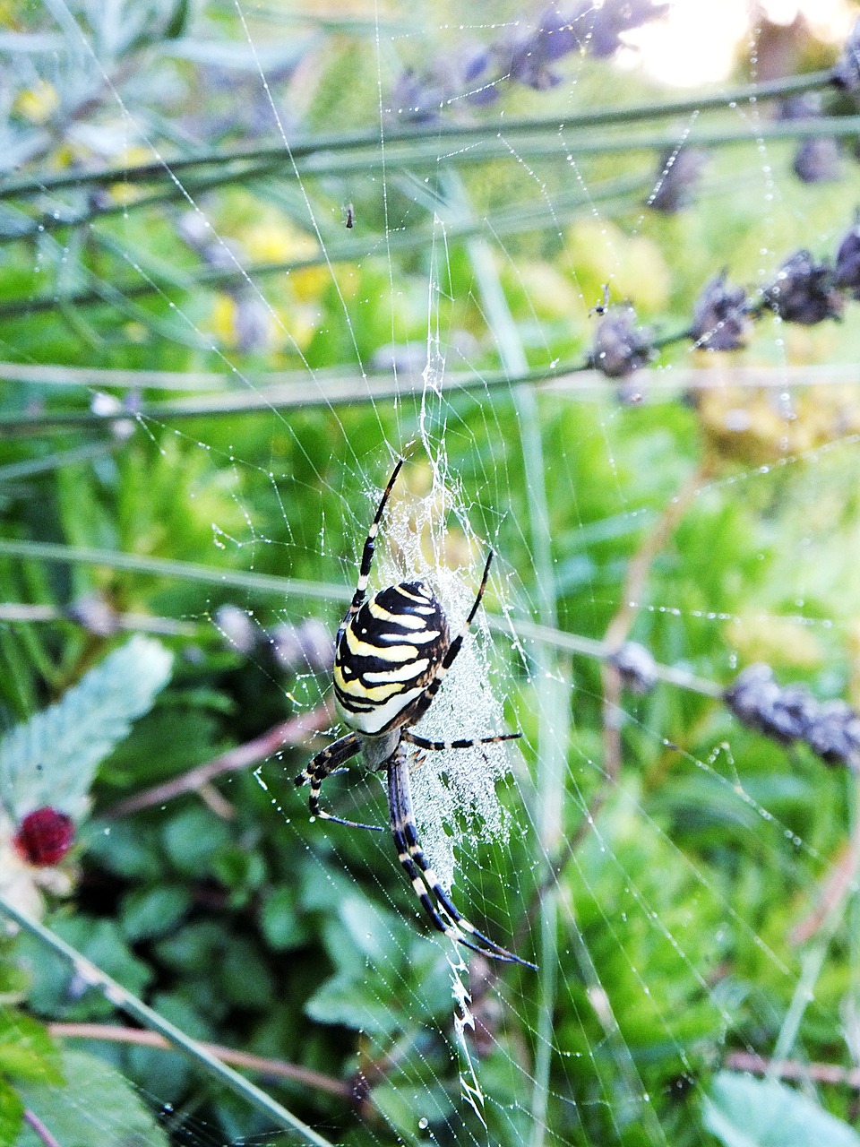 spider garden summer free photo