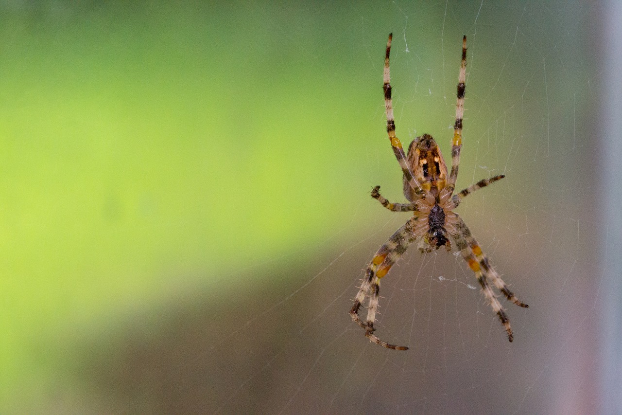 spider network close free photo