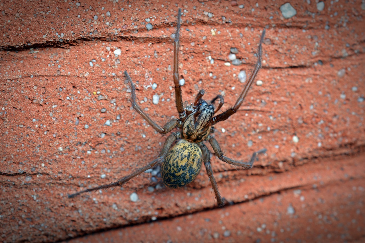 spider house spider wide angle spider free photo