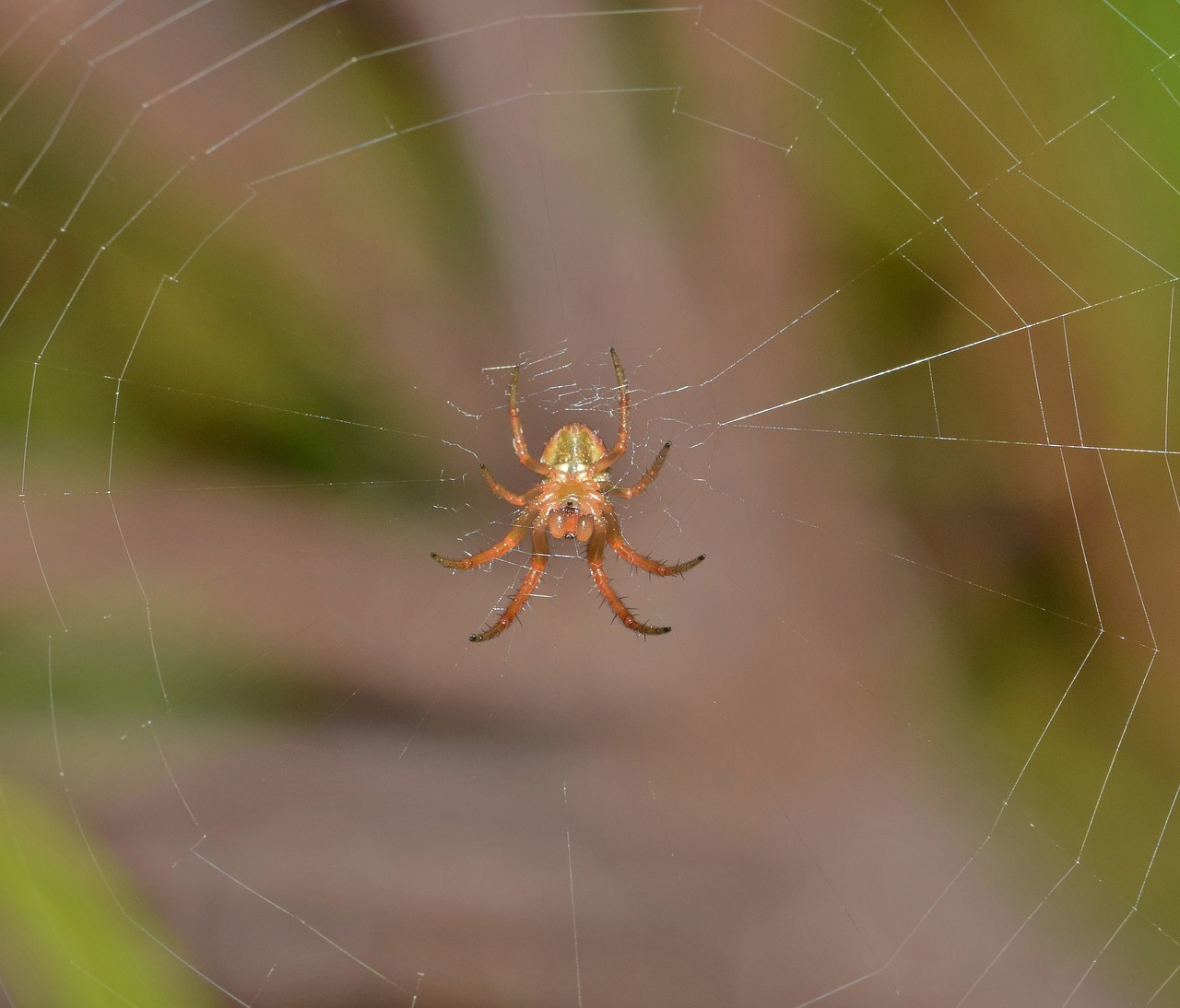 spider orb spider orb weaver free photo