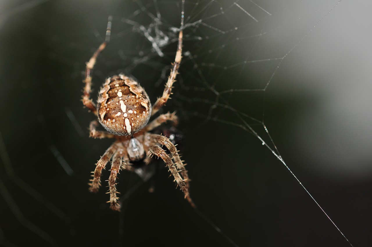 spider brown animal free photo