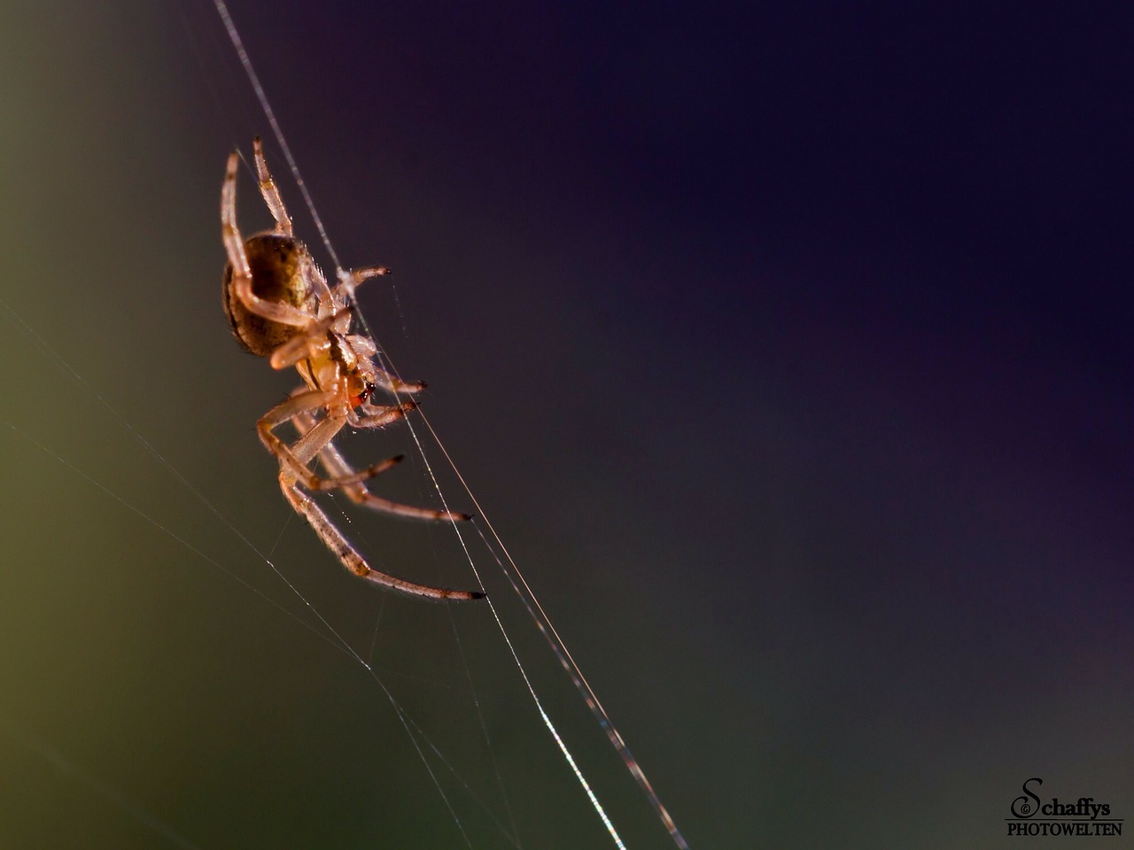 spider insect animals wildlife free photo