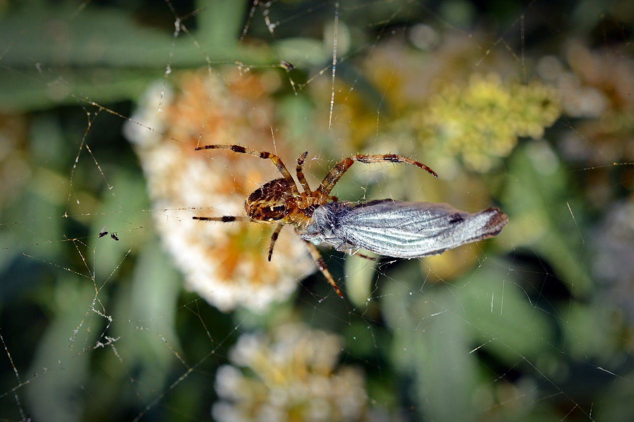 spider prey spider with prey free photo