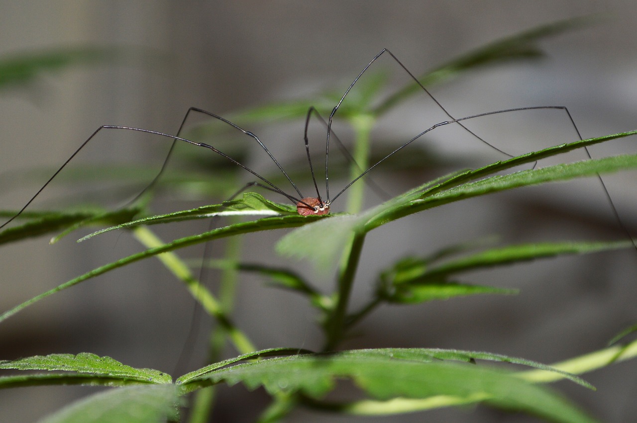 spider grass marijuana free photo