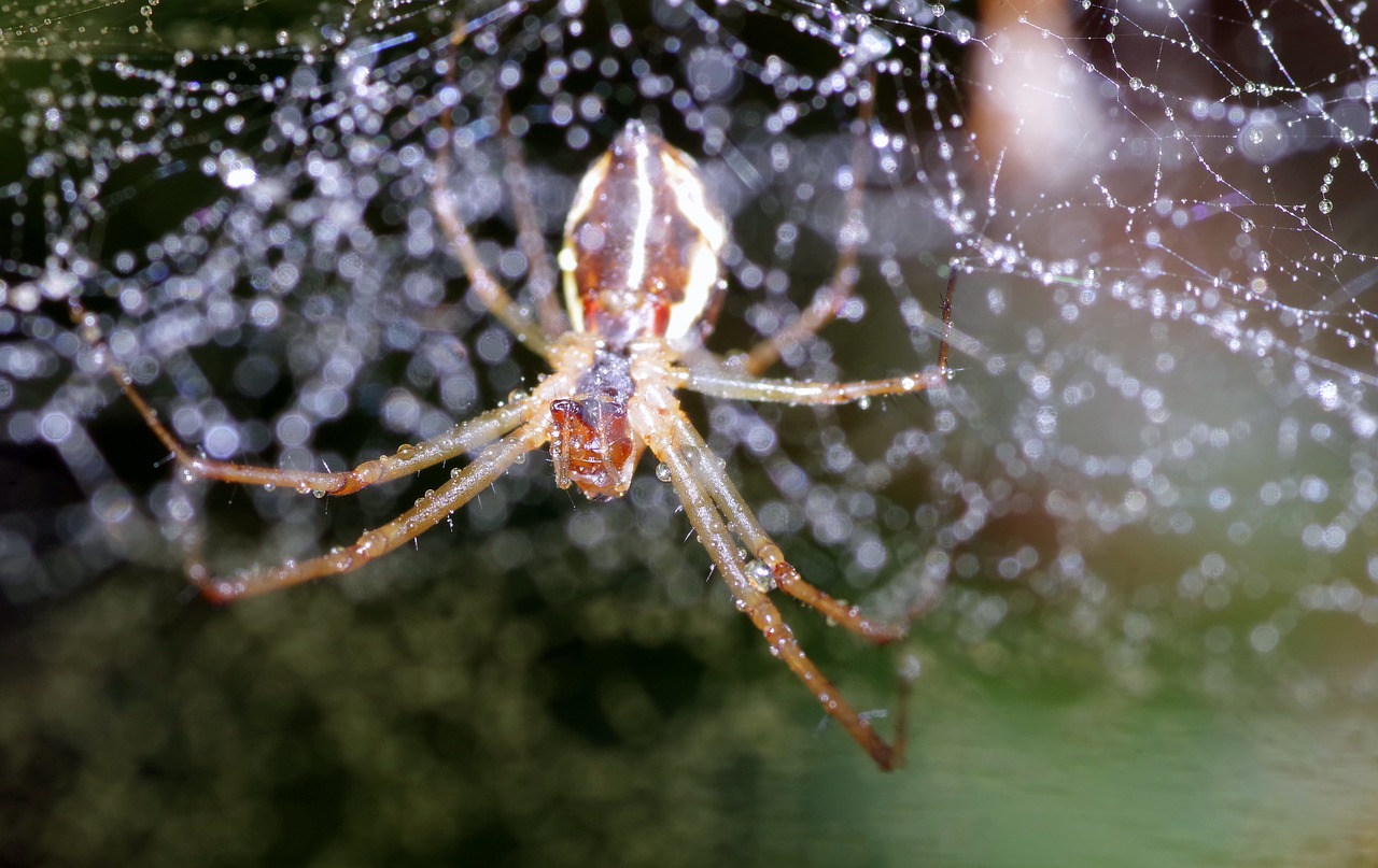 spider cobweb rosa free photo