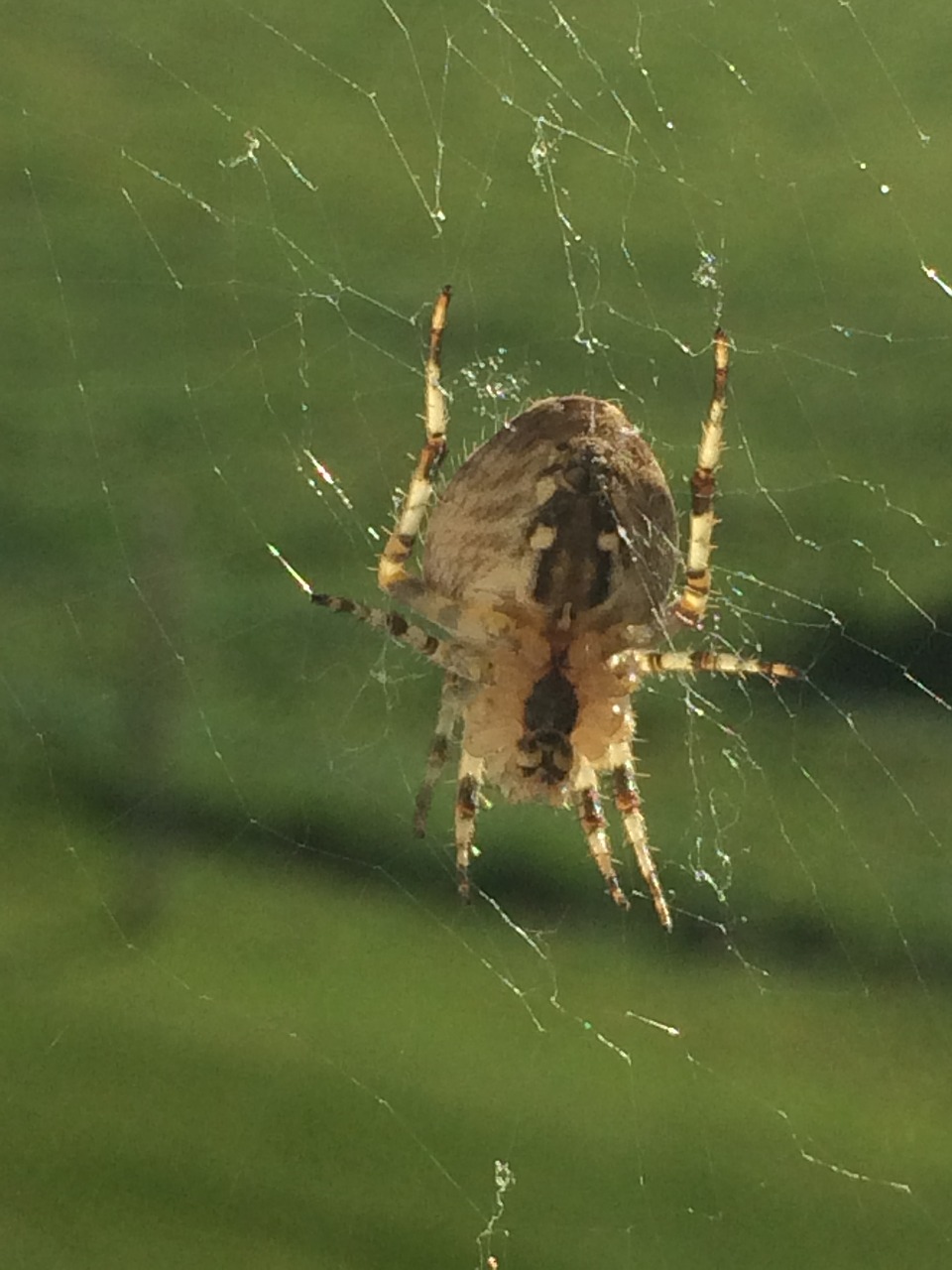 spider cobweb indian summer free photo