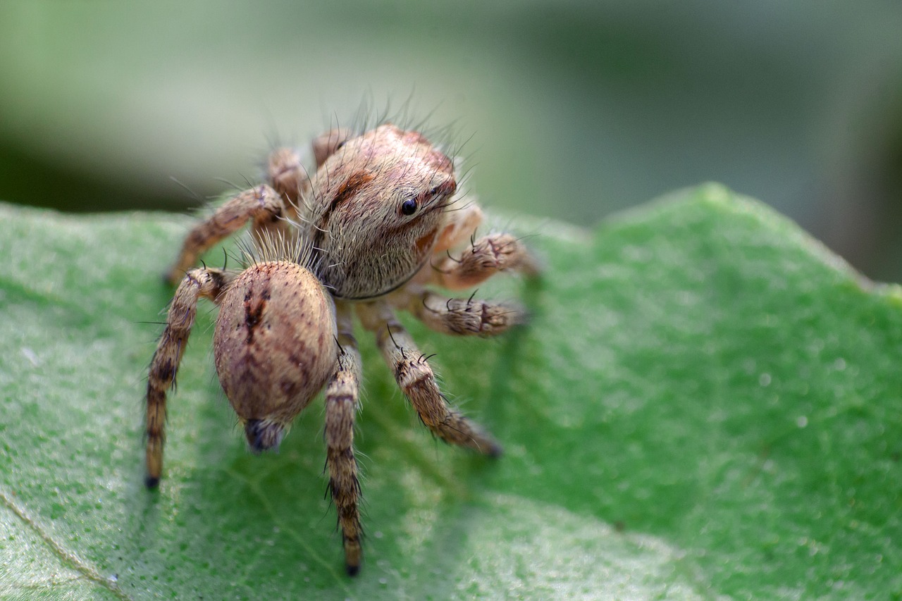 spider macro bug free photo