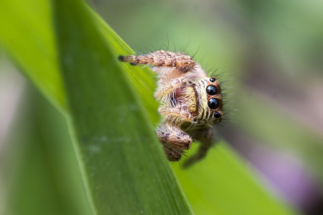 spider macro bug free photo