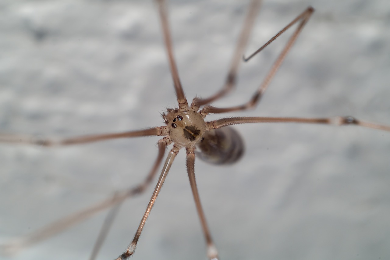 spider macro nature free photo