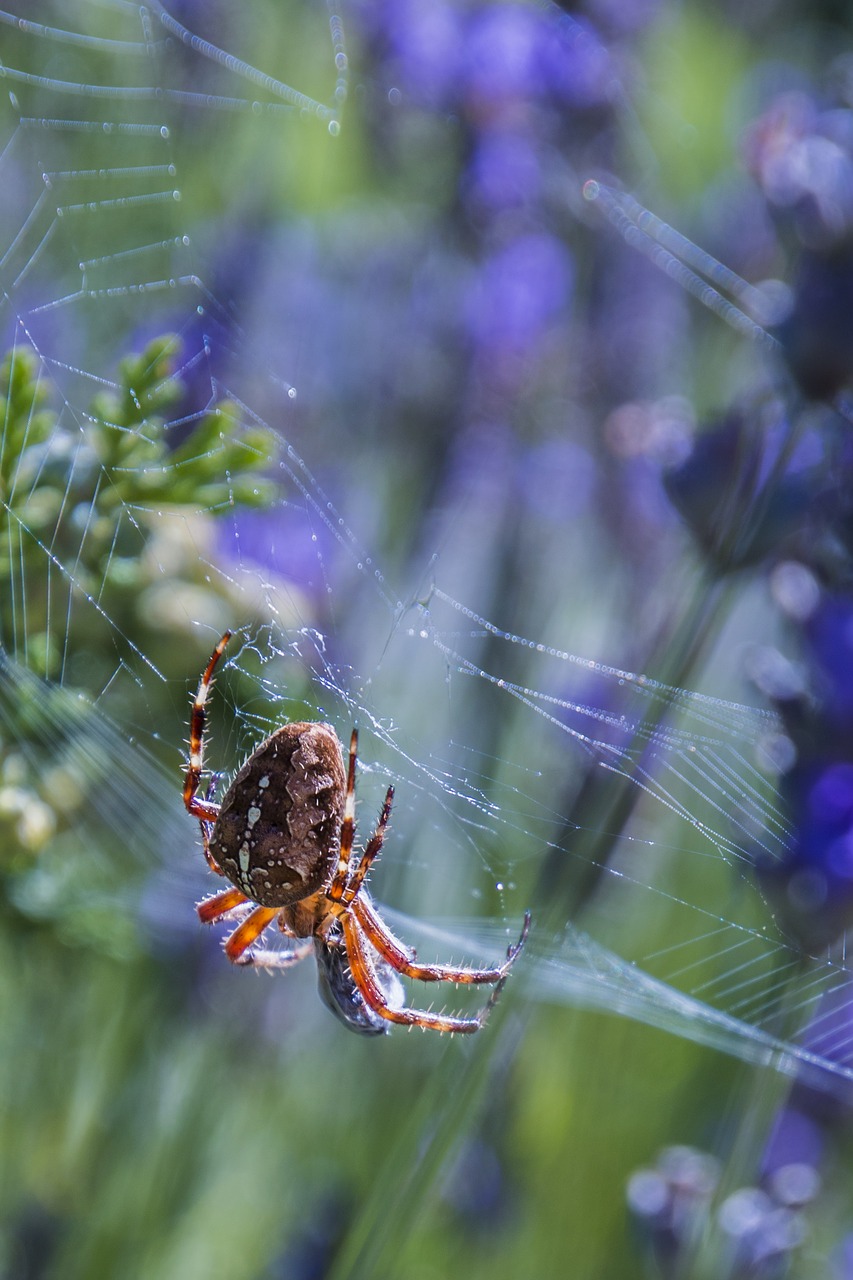 spider network close free photo