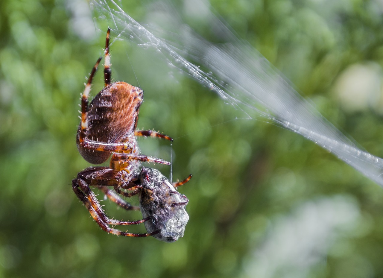 spider network close free photo