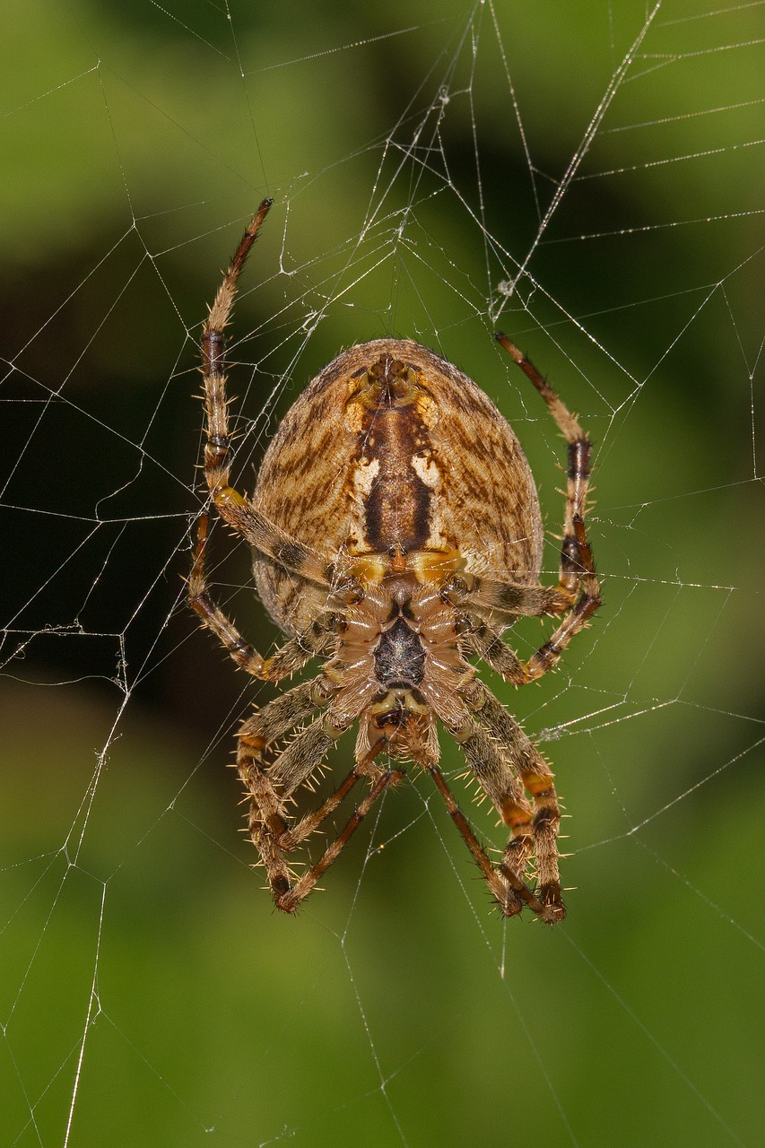 spider arachnid cobweb free photo