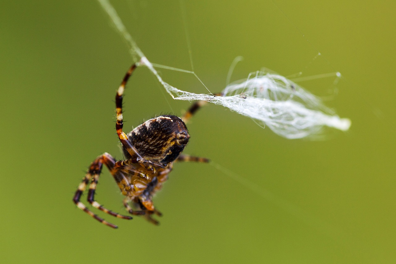 spider spider web network free photo
