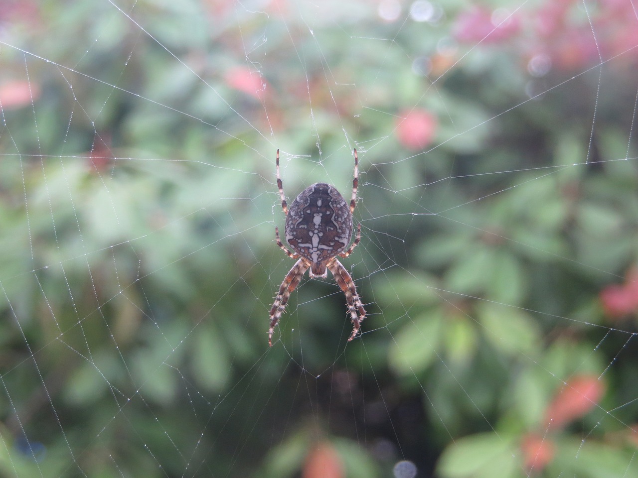 spider web spider web free photo