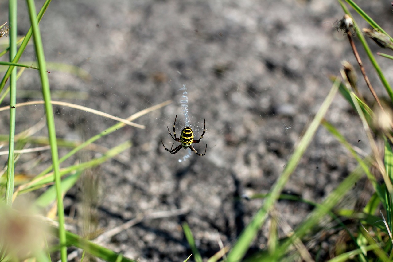 spider black yellow network free photo