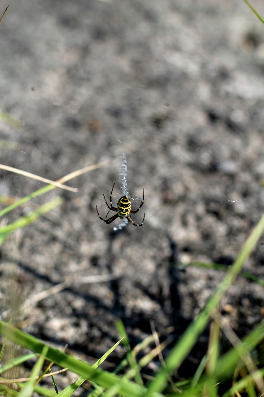 spider black yellow network free photo