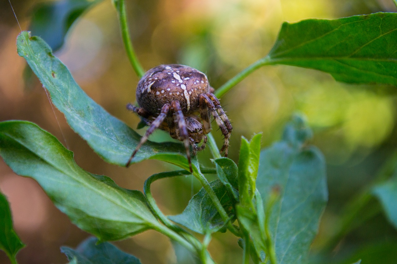 spider insect close free photo