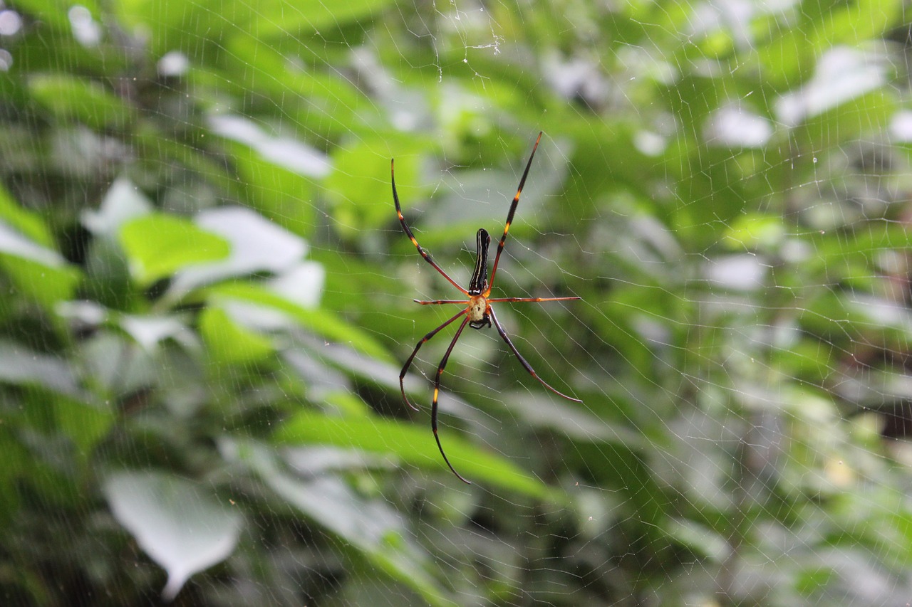 spider spider web web free photo