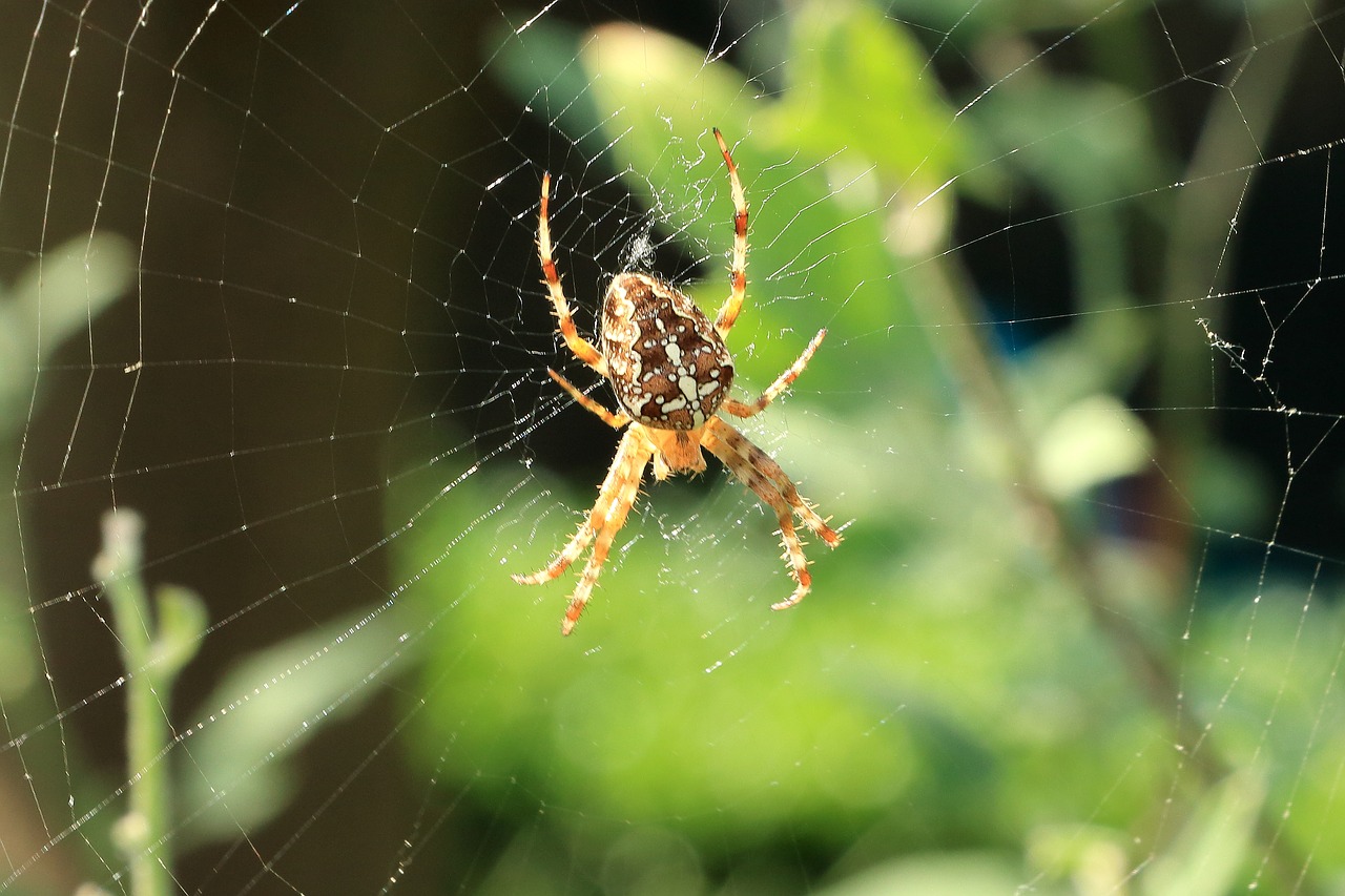 spider cobweb close free photo