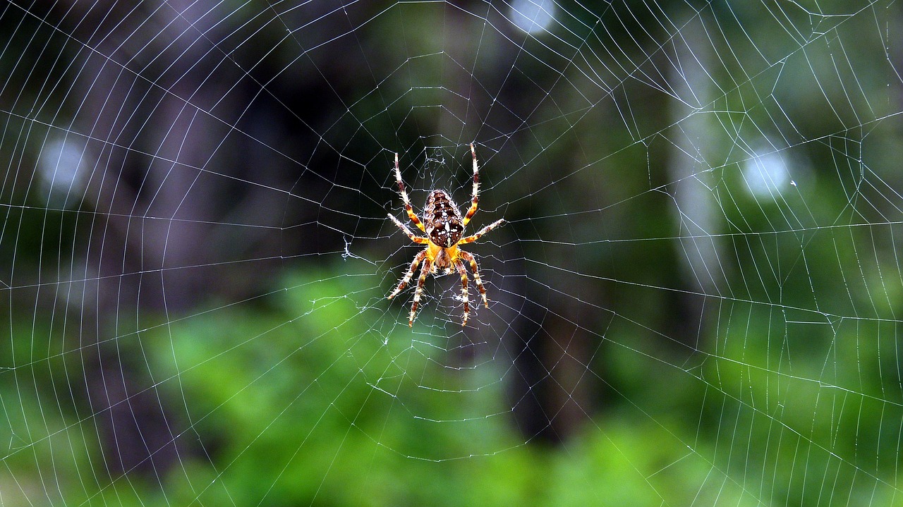 spider cobweb animal free photo