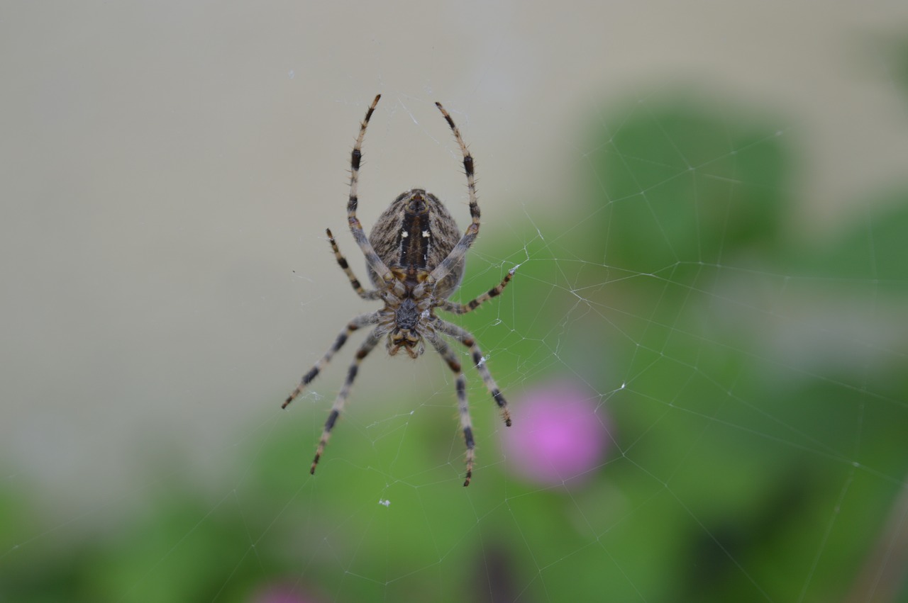 spider web arachnid free photo