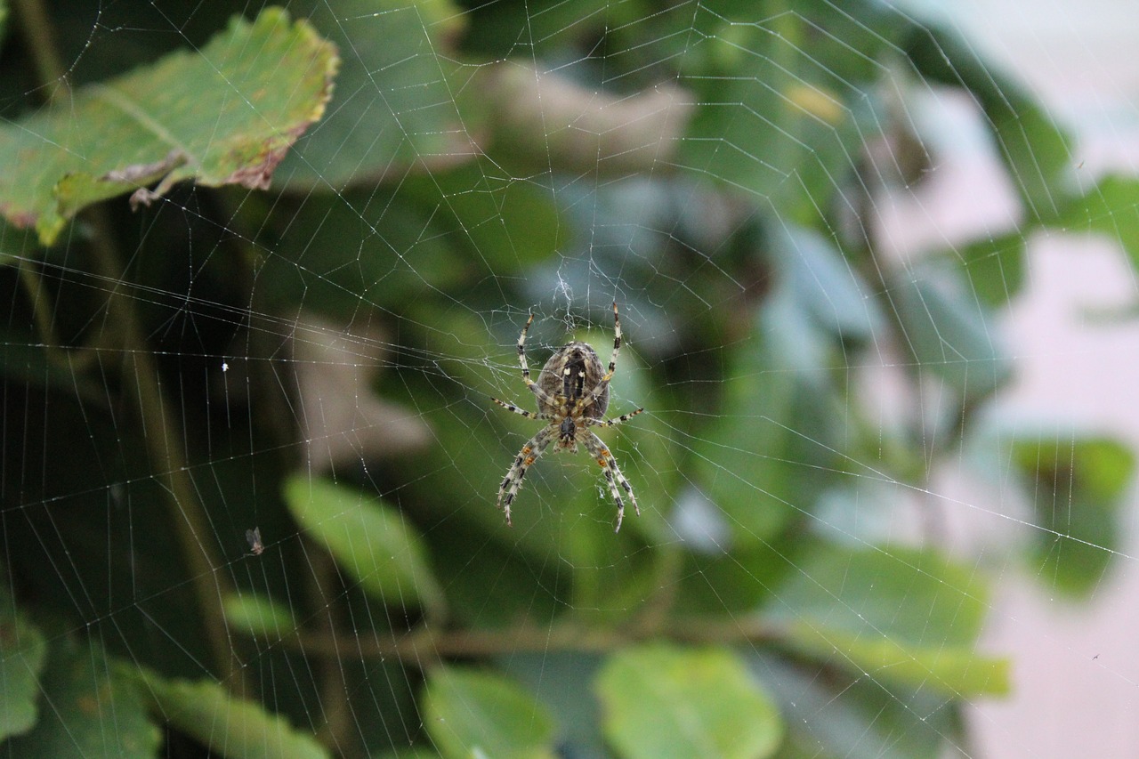 spider animal network free photo