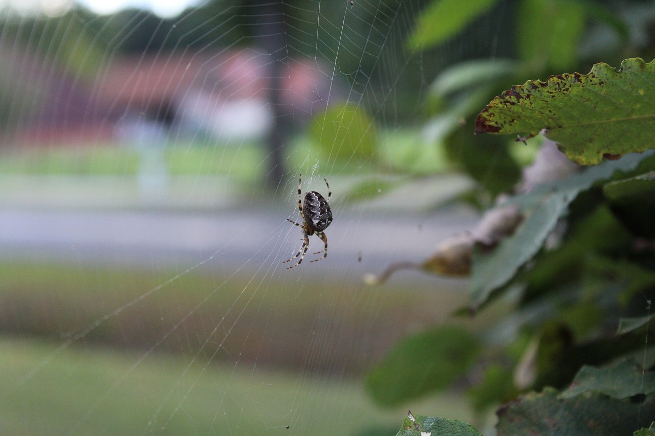 spider animal network free photo