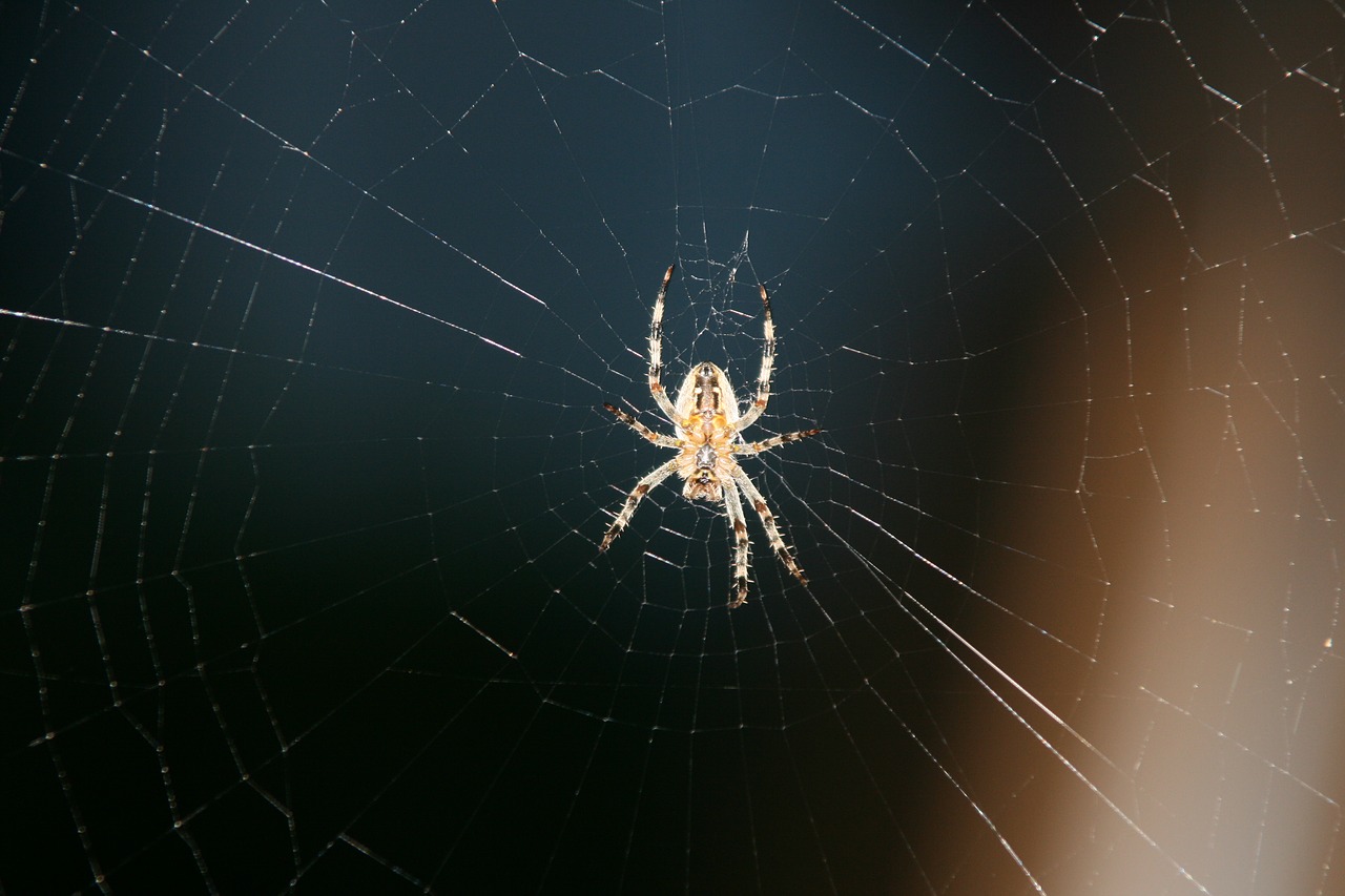 spider network out of focus free photo