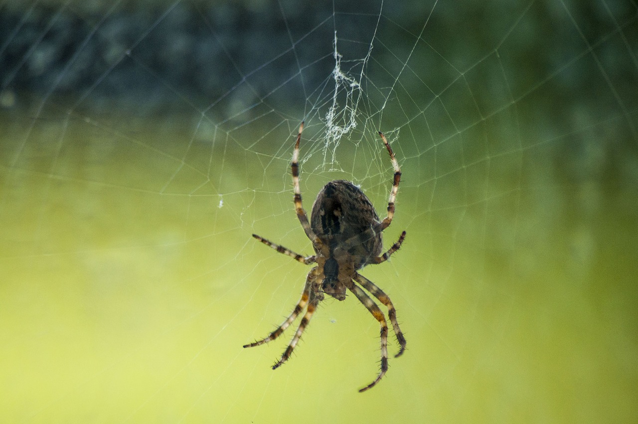 spider macro nature free photo