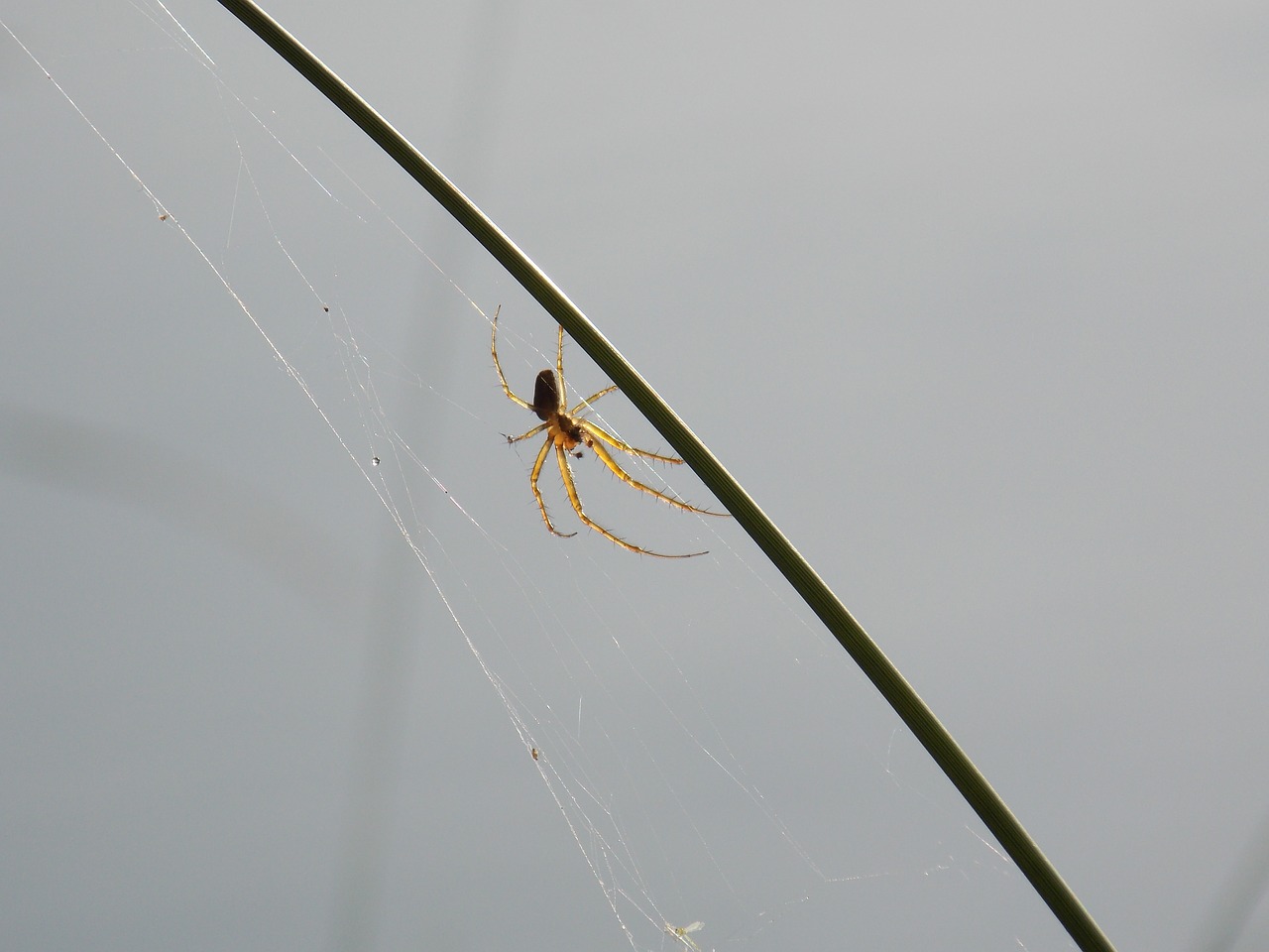 spider nature spider web free photo