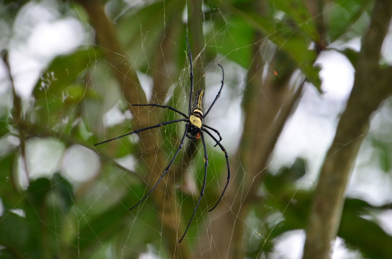 spider pingtung county taiwu township free photo
