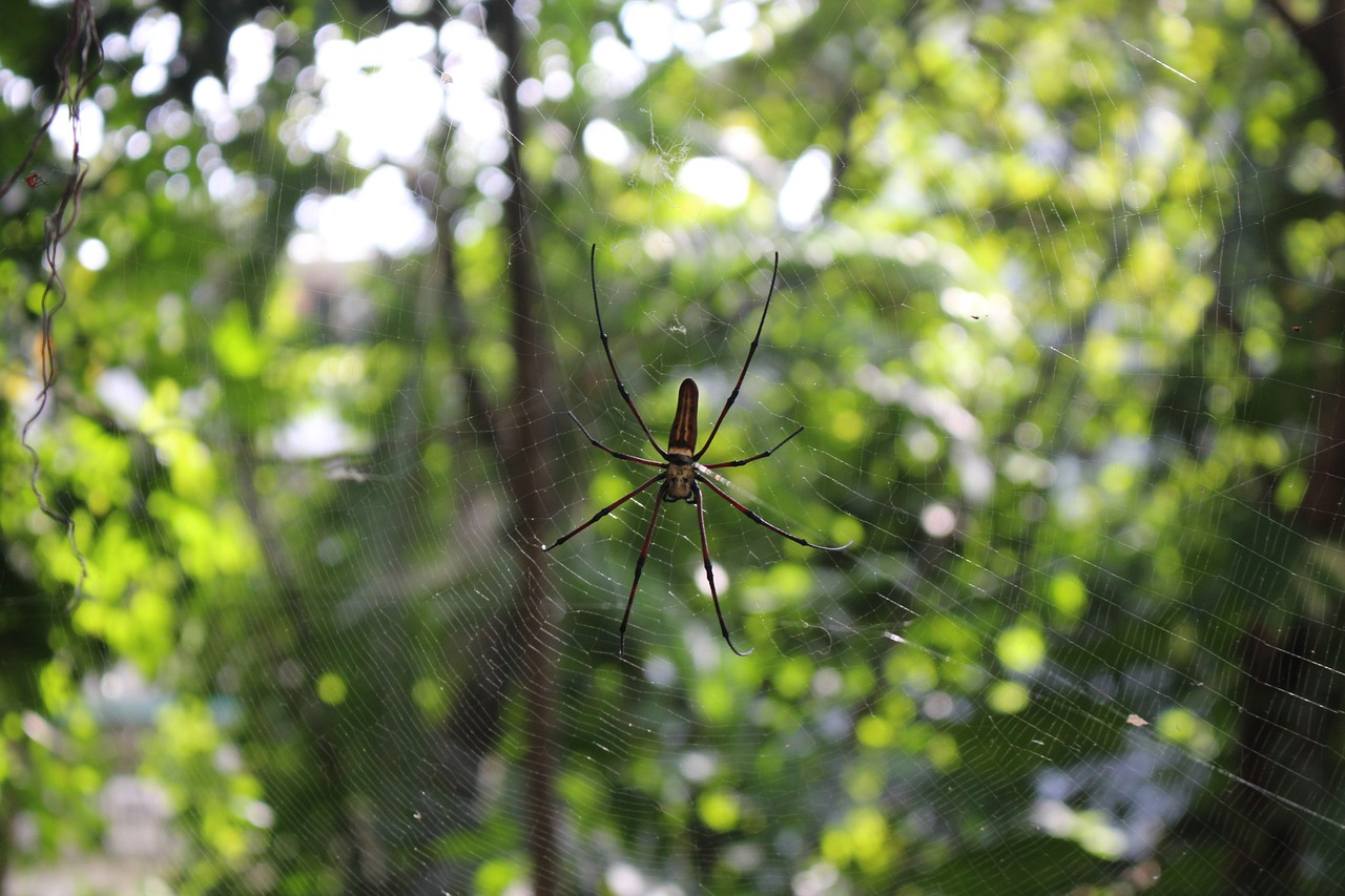 spider green nature free photo