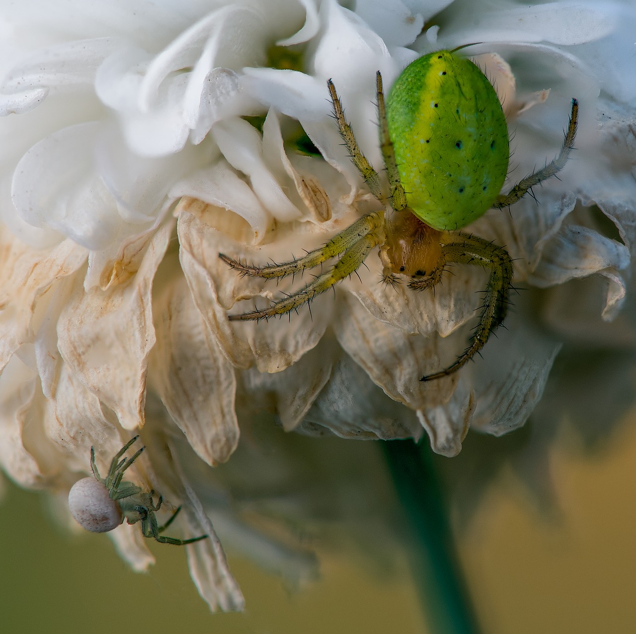 spider macro the insect free photo