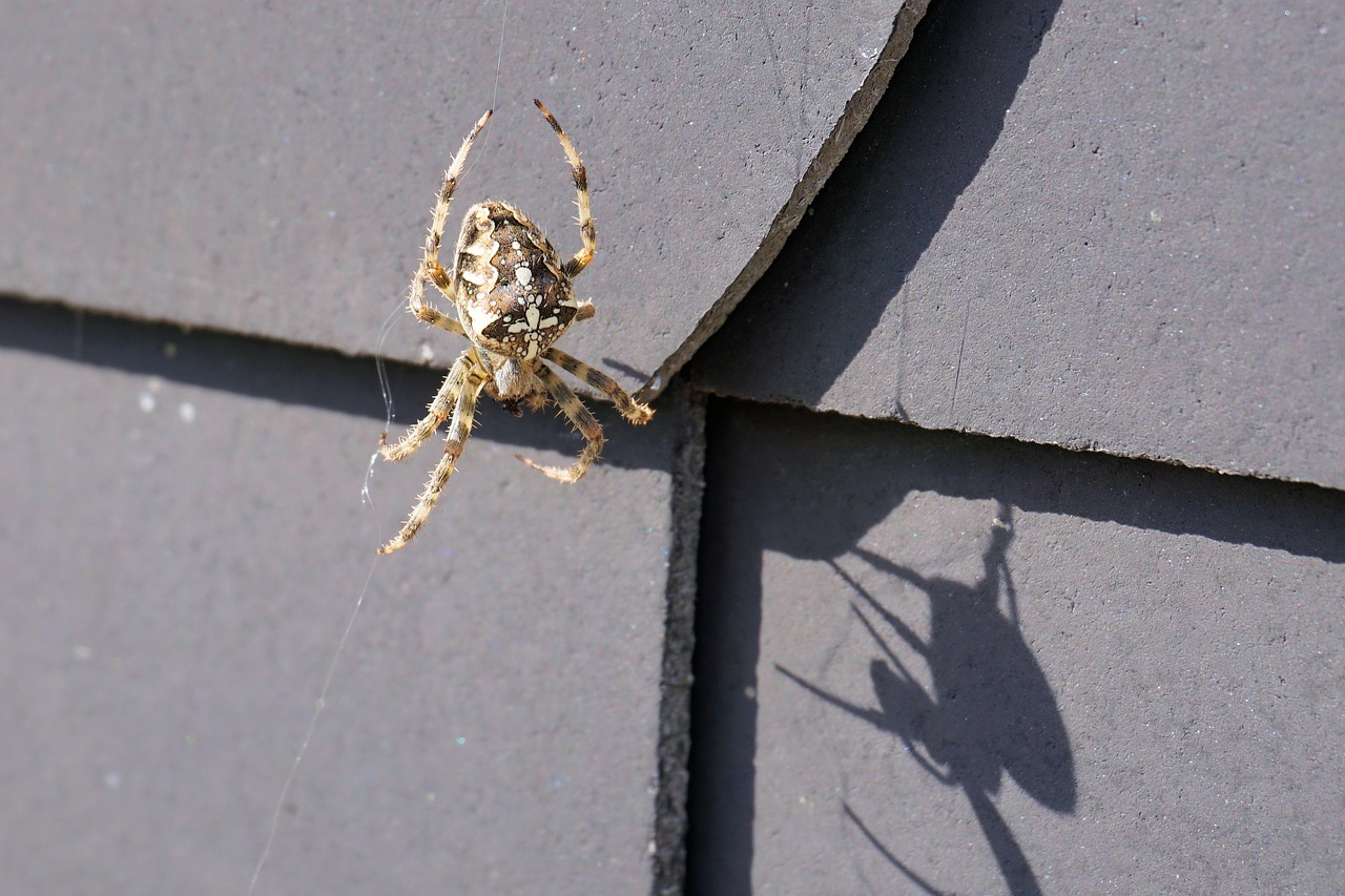 spider insect network free photo