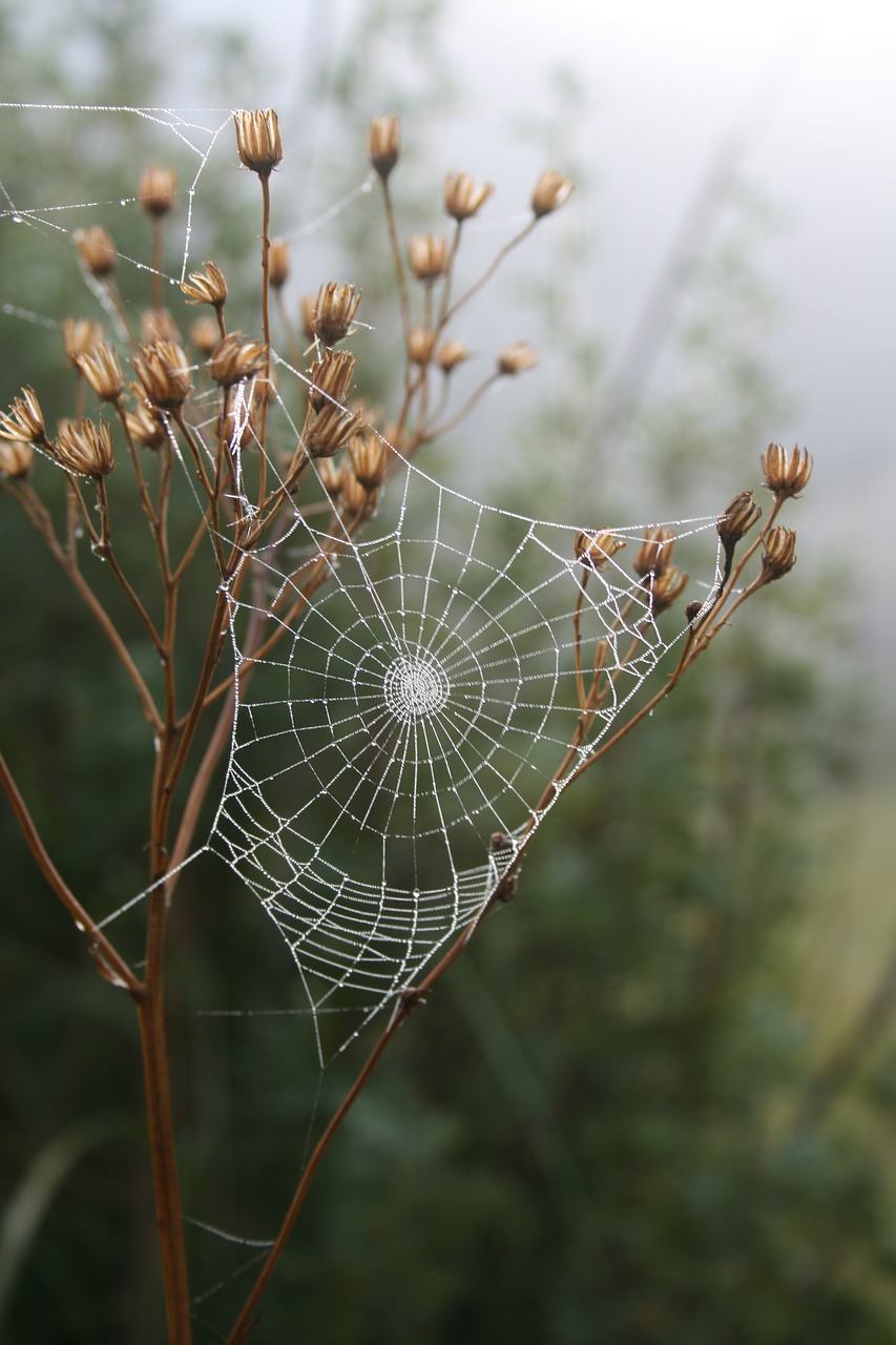 spider web grass free photo