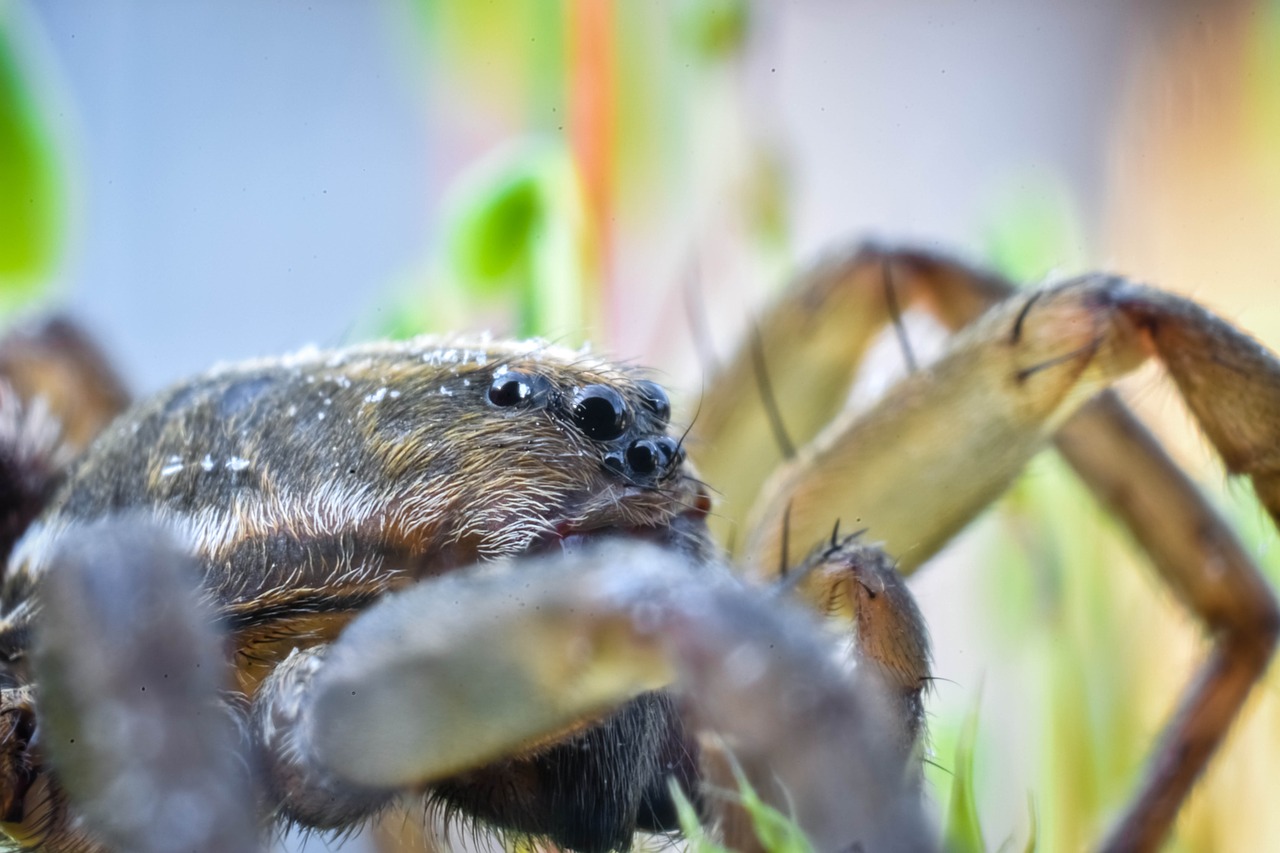 spider eyes macro free photo